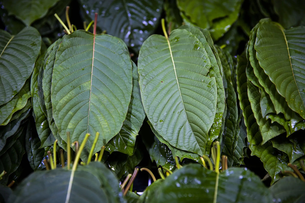 The kratom leaf in its natural habitat